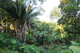 Fruit trees on property walking distance to San Ignacio, Belize – Best Places In The World To Retire – International Living
